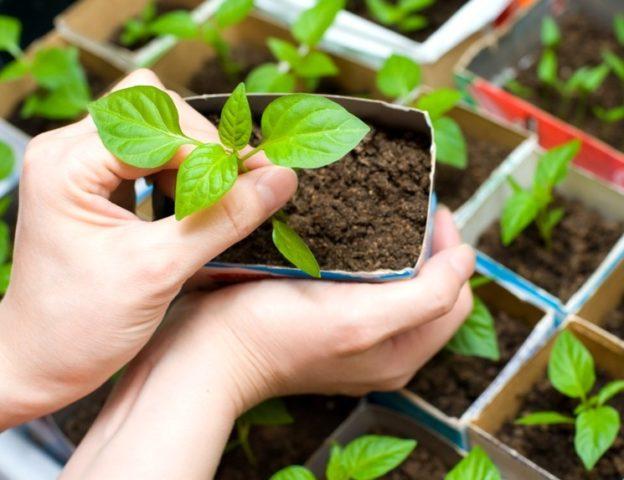 Как рассчитать срок посева семян на рассаду