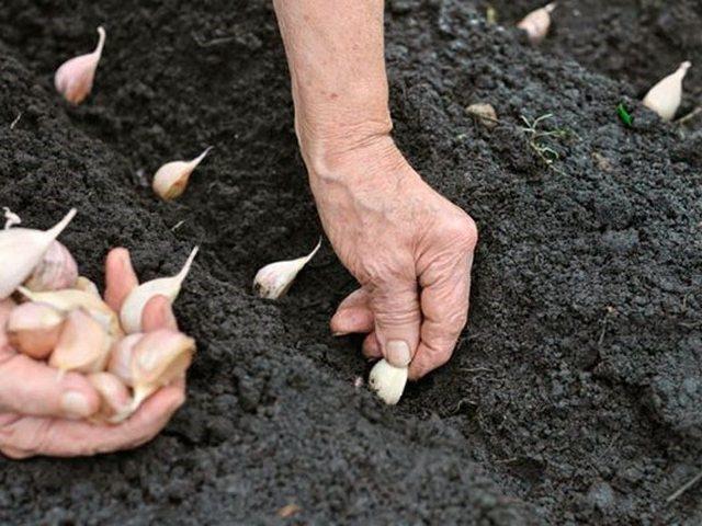 С чем и куда сажать чеснок на огородном участке