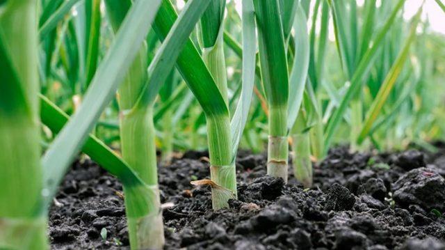 С чем и куда сажать чеснок на огородном участке