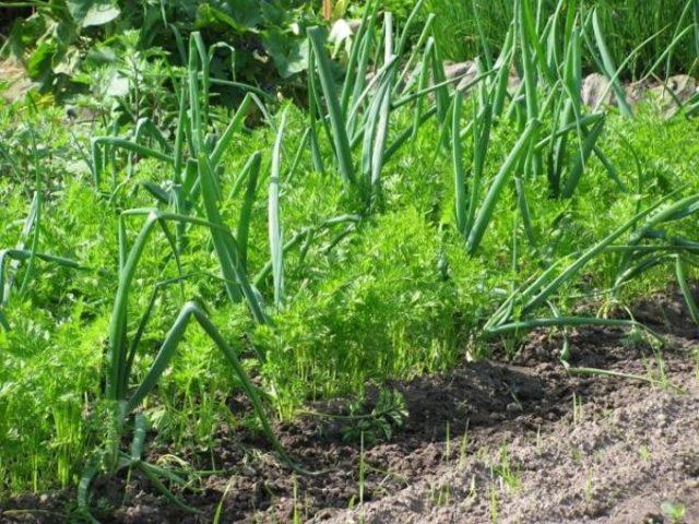 С чем и куда сажать чеснок на огородном участке