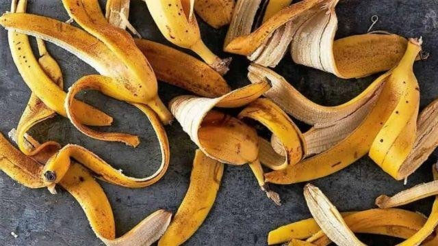 5 натуральных подкормок рассады: на заметку огородникам