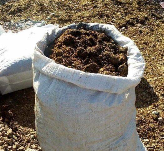Подкормка роз для пышного цветения и роста весной